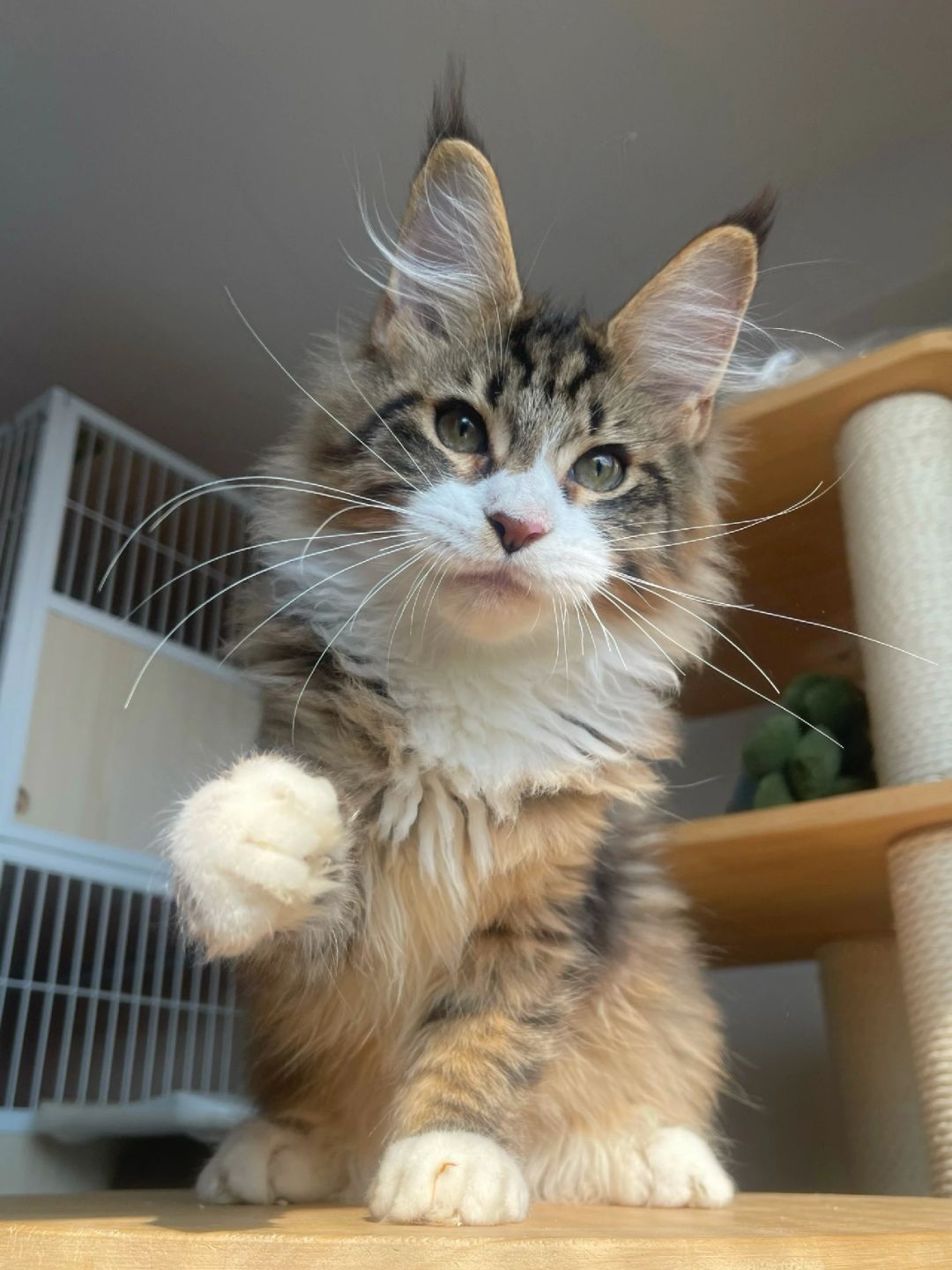 缅因｜帅惨了 准备要去新家咯