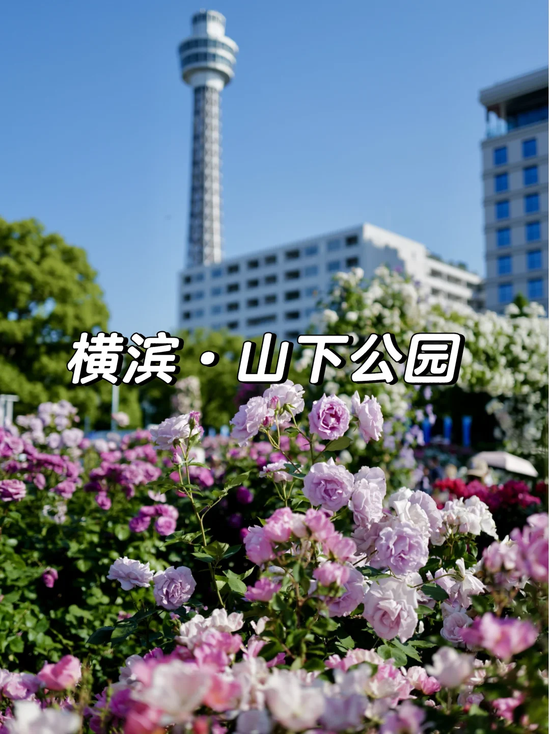山下公园迎来一年中最美的玫瑰季🌹