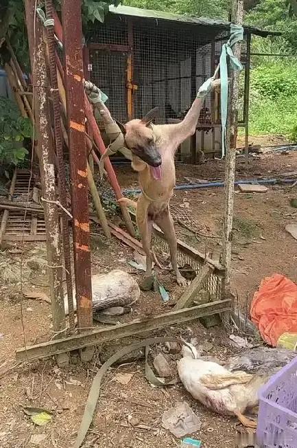 哈哈哈，笑死我了，今天我来到了乡下的表哥家做客，刚进表哥家院子里，我居然看到了这