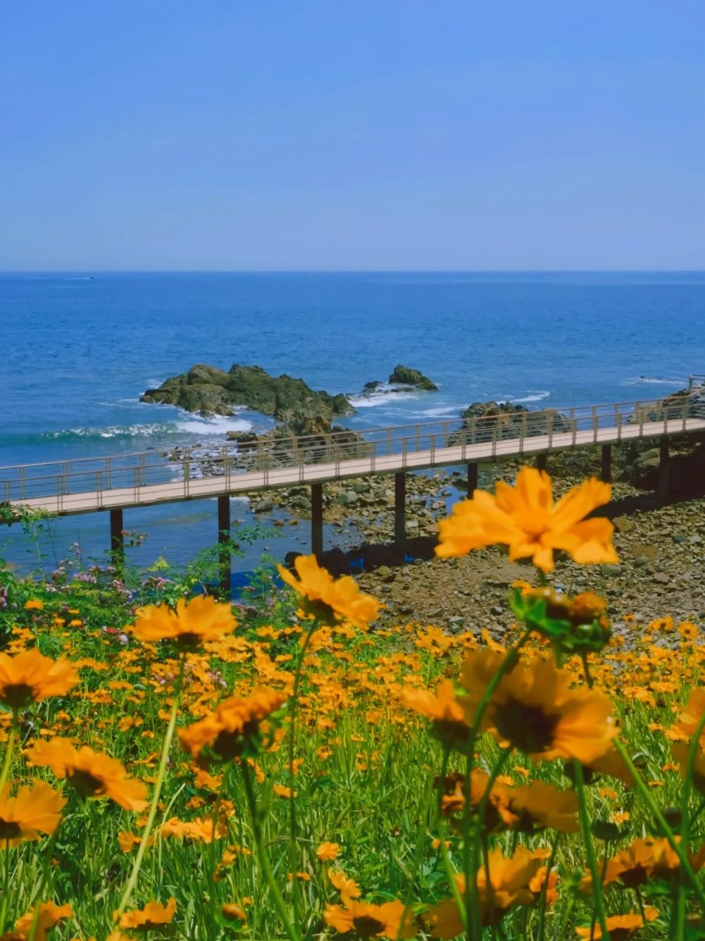 接下来的青岛黄岛‼️是花开的大海🌼附攻略