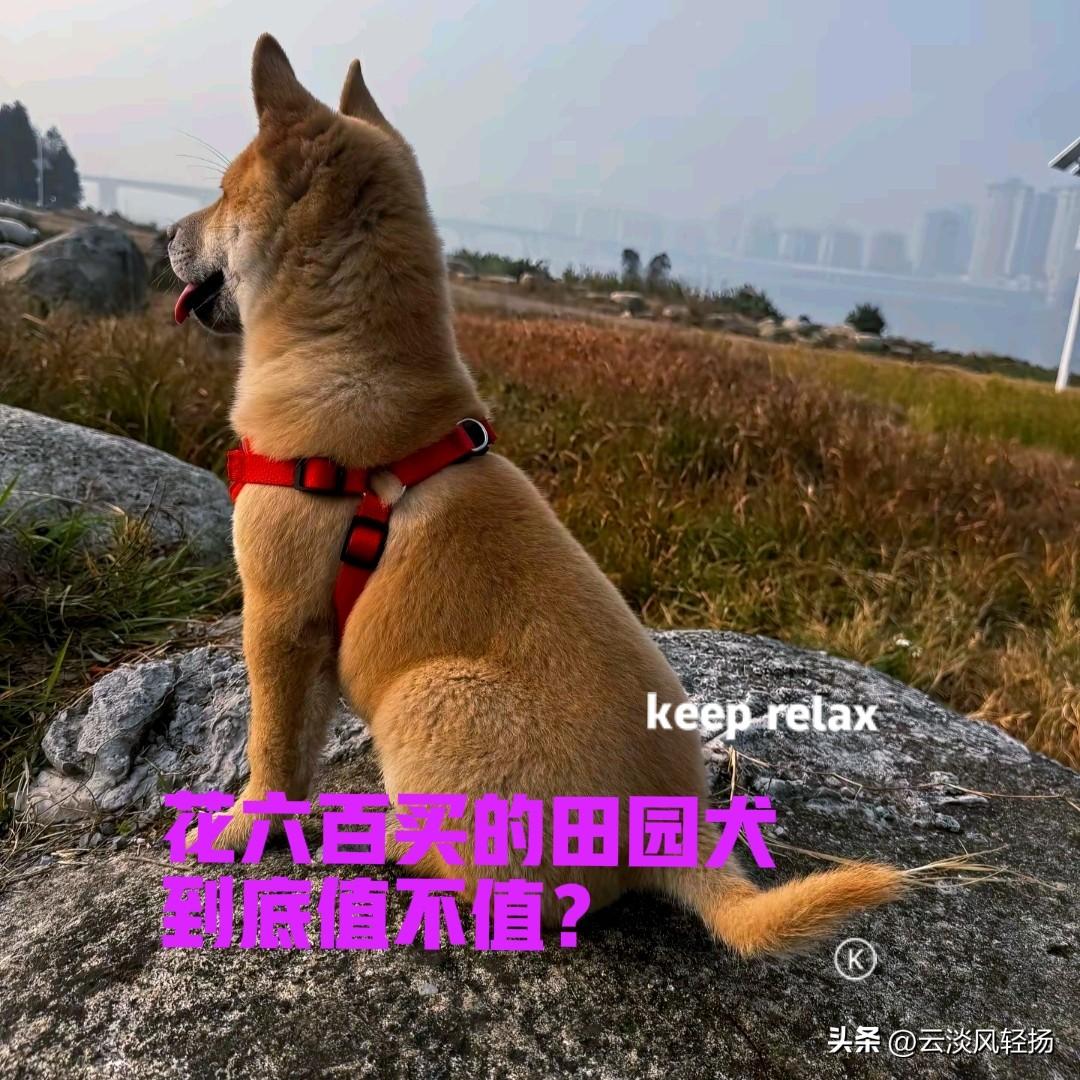 同事年前花了六百块钱，在网上买了一只中华田园犬，小狗来自广西，是正宗的广西土猎。