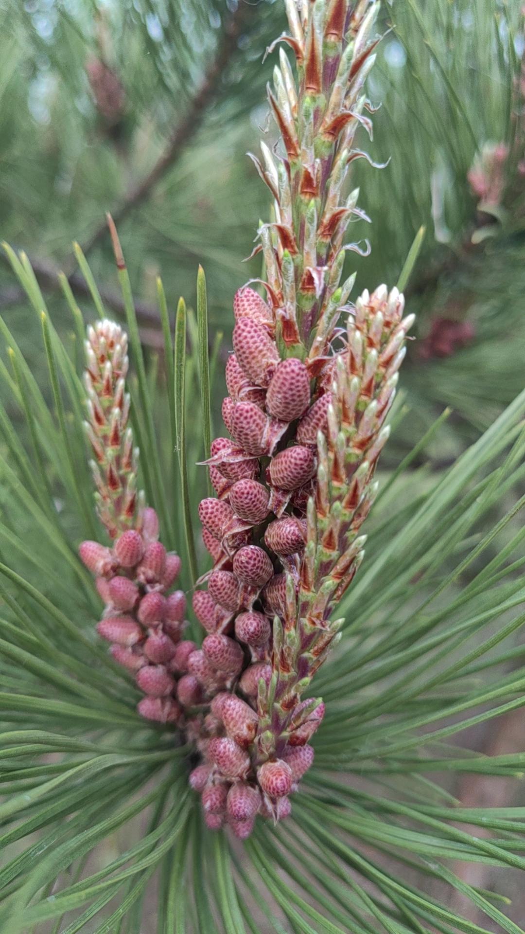看看这是啥？是松塔吗？还是第一次见松塔没成熟的样子，只见过成了的松塔，这是刚开学
