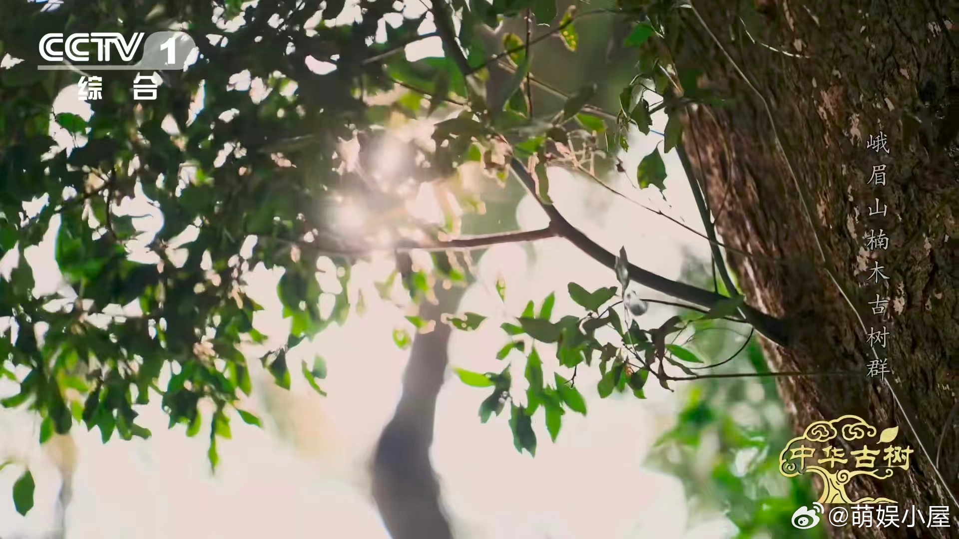 峨眉千年楠木王有十几层楼高峨眉山有座会生长的露天博物馆大自然的鬼斧神工！千年楠木