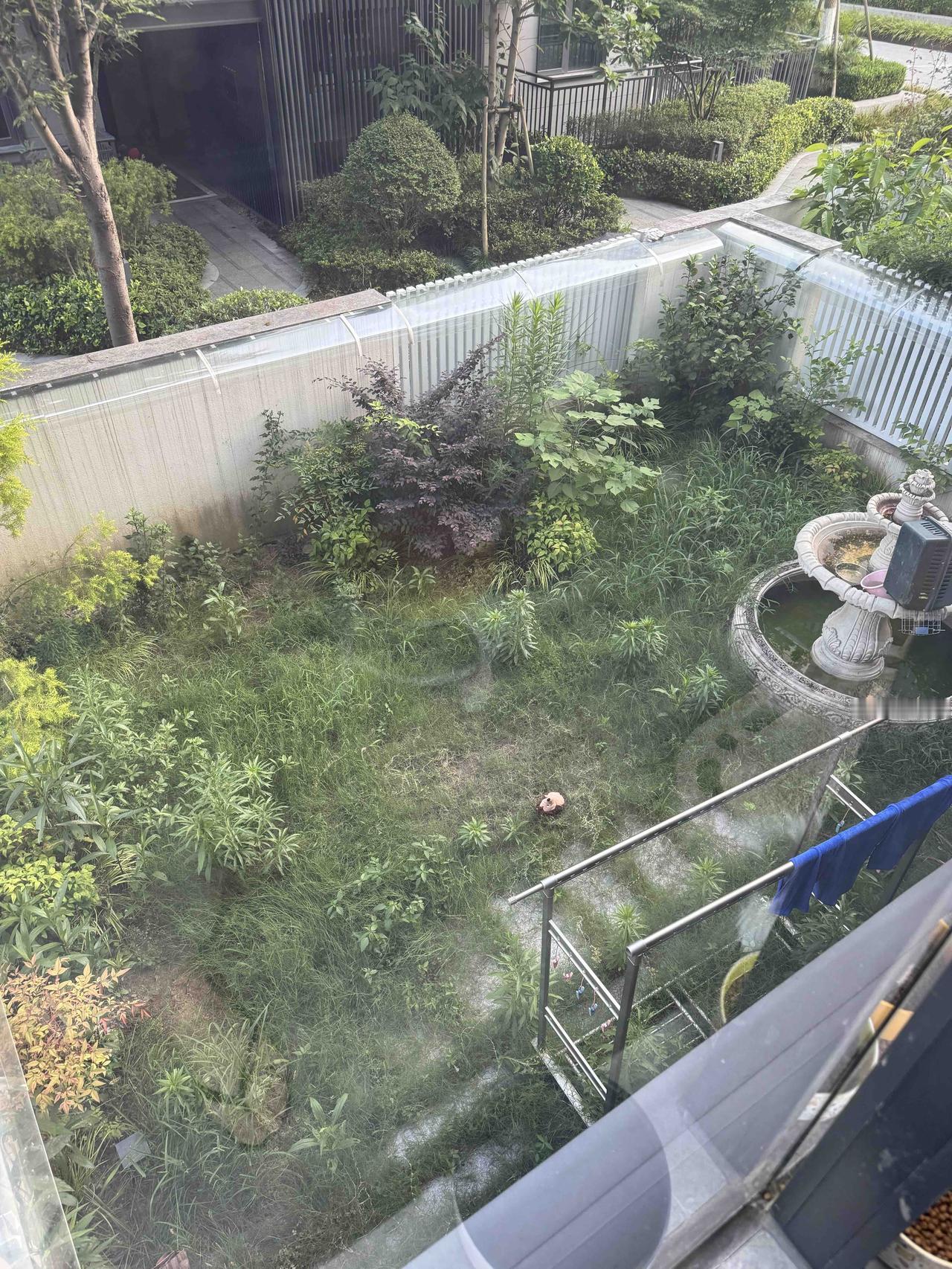 病了几天，下了几天雨，院子还真是郁郁葱葱啊！