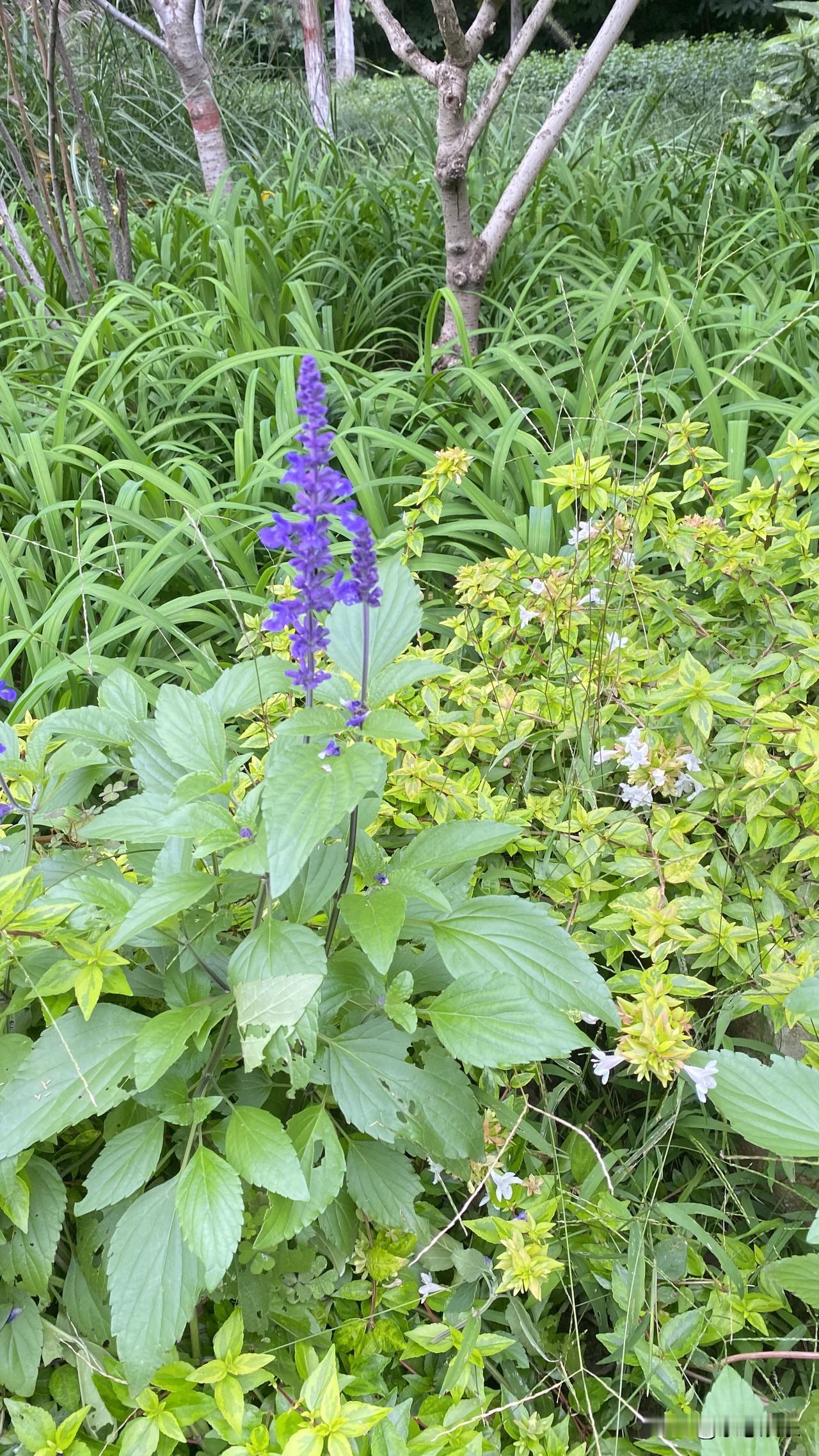 湖边散步的感觉真好呀😉