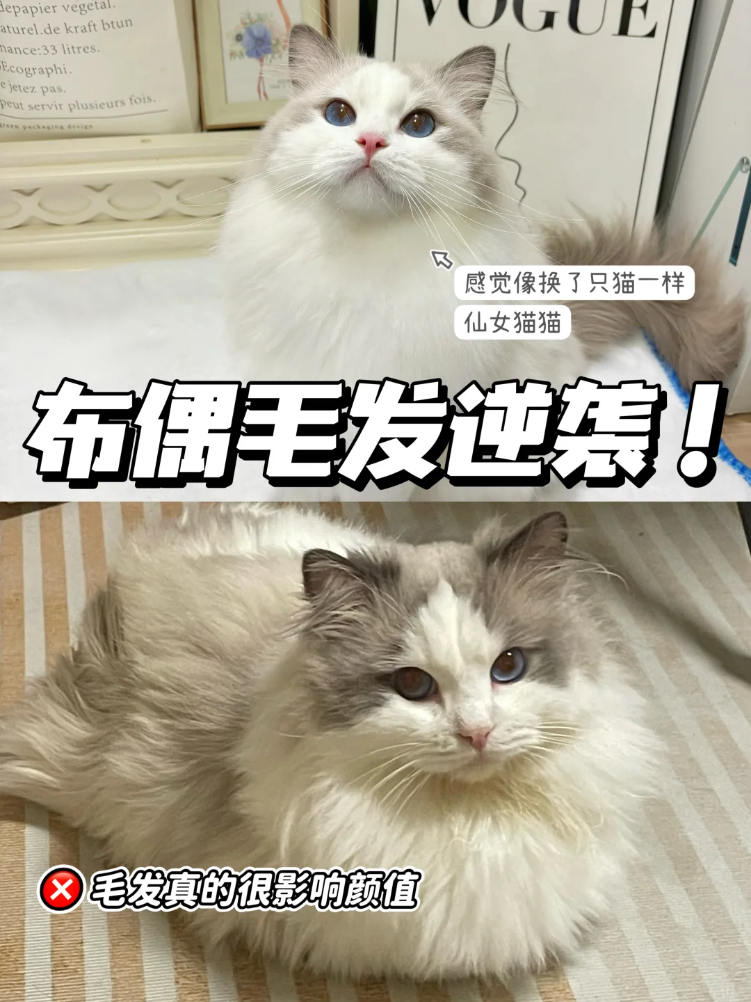 长毛猫毛发干枯❌还总打结可咋办呐