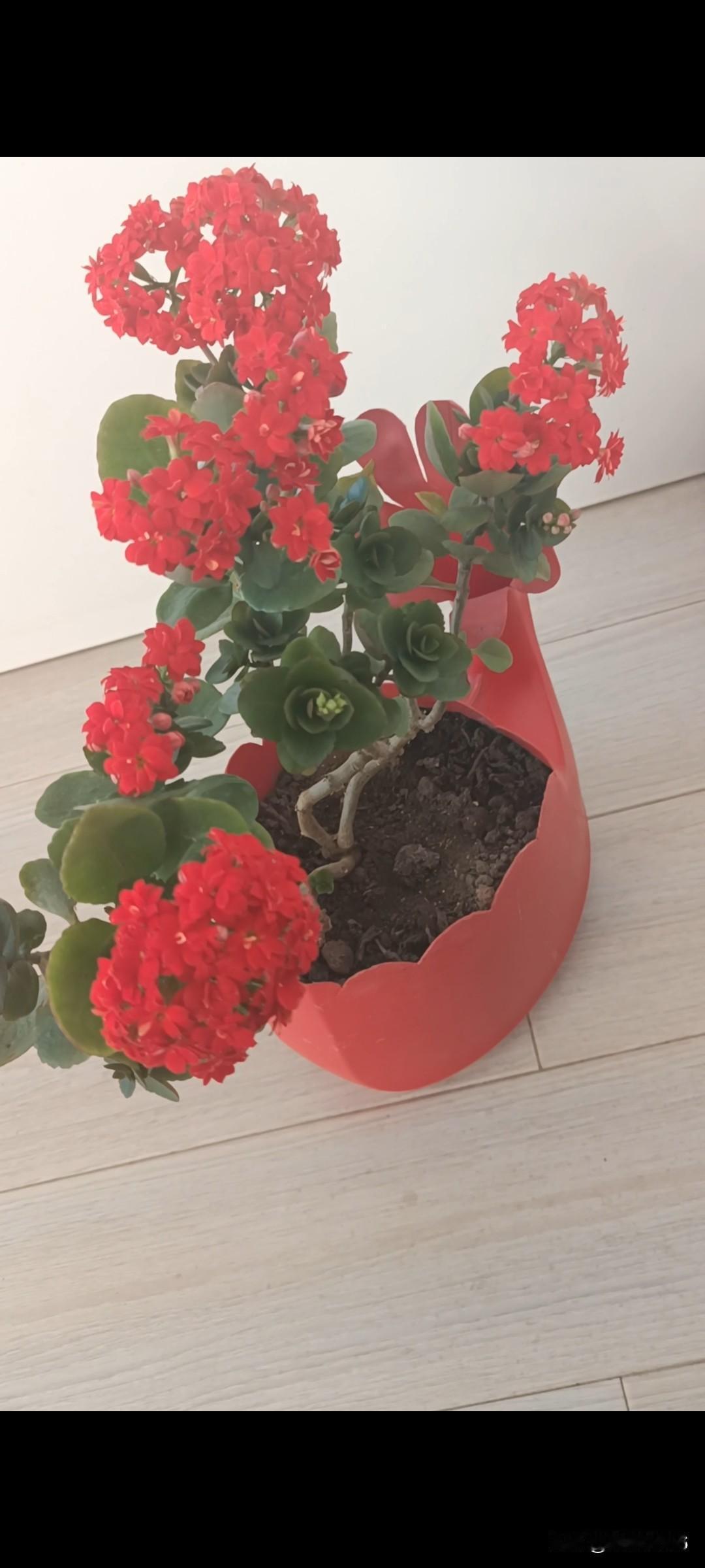 红狐狸这个品种花期真的很长，我的也还在开着呢，家里其他品种的长寿花都已经开败了。