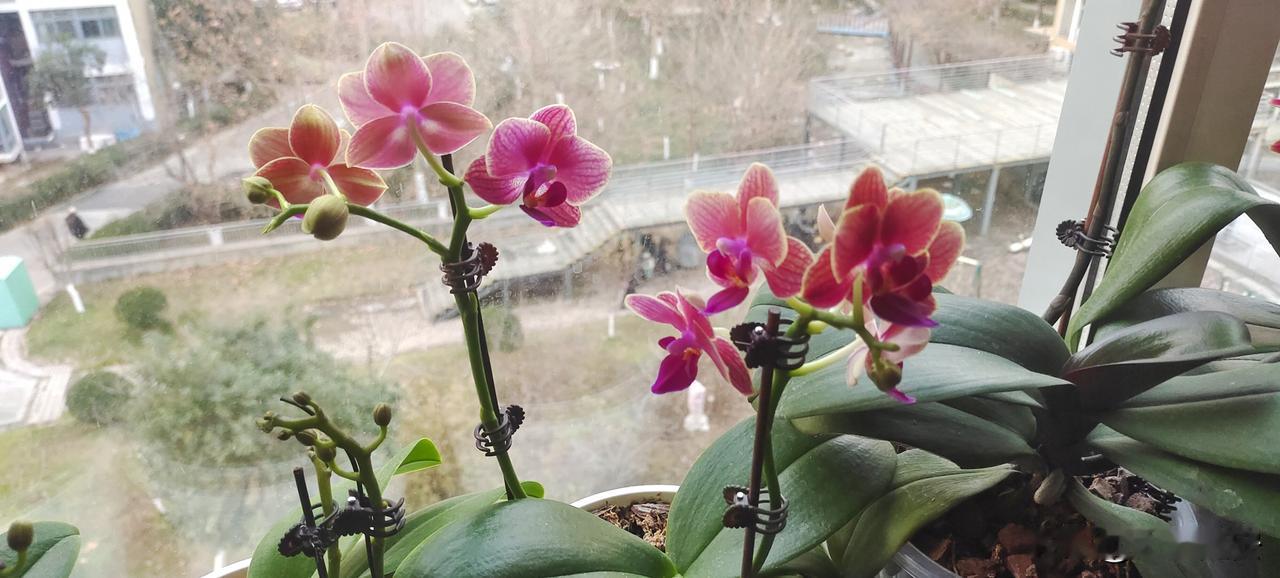 蝶兰花开了，窗台！