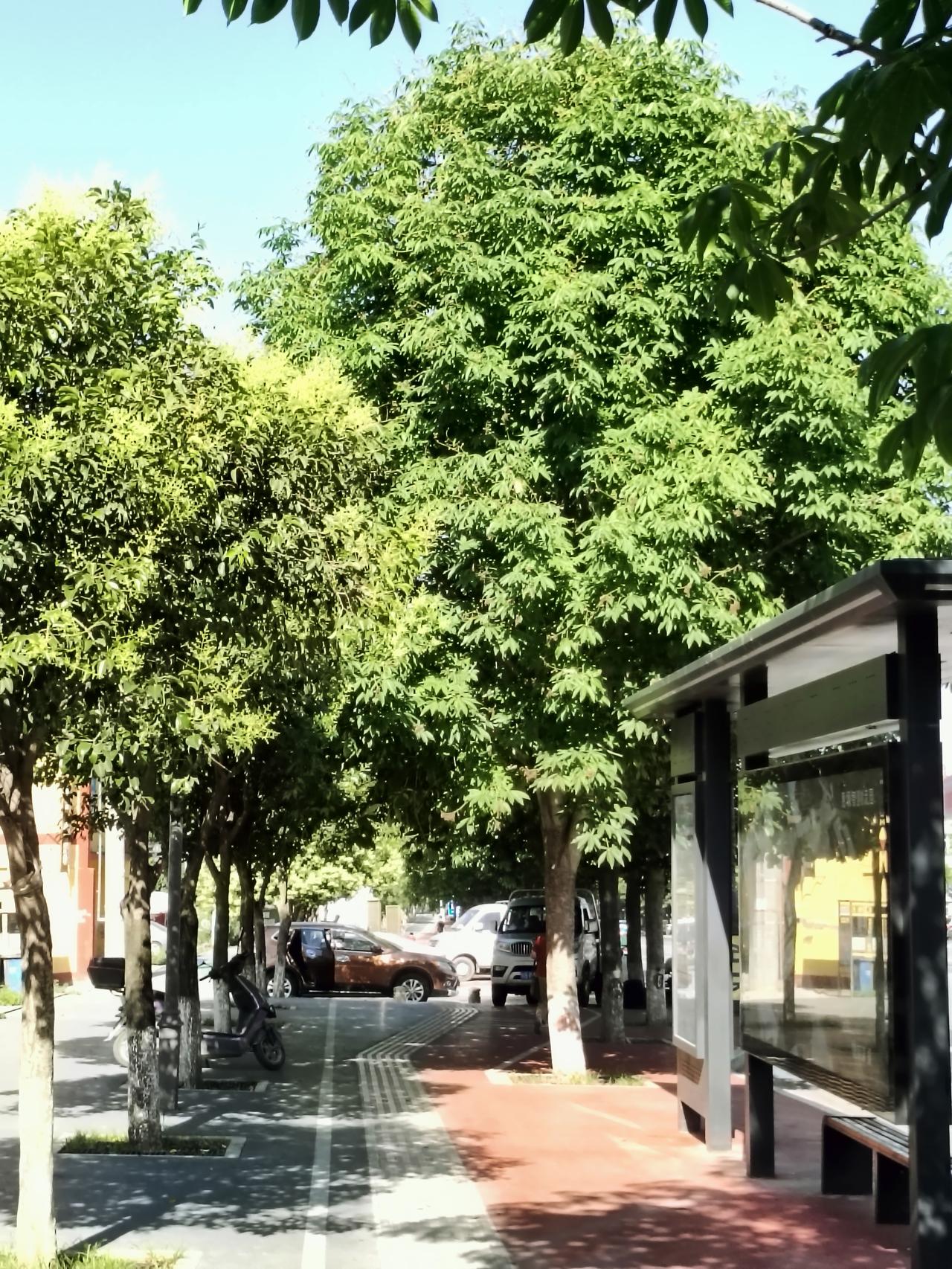 晴日沿街绿树成行，层层枝叶滤去燥热，树影斑驳落满人行道。公交站静立路边，来往车辆