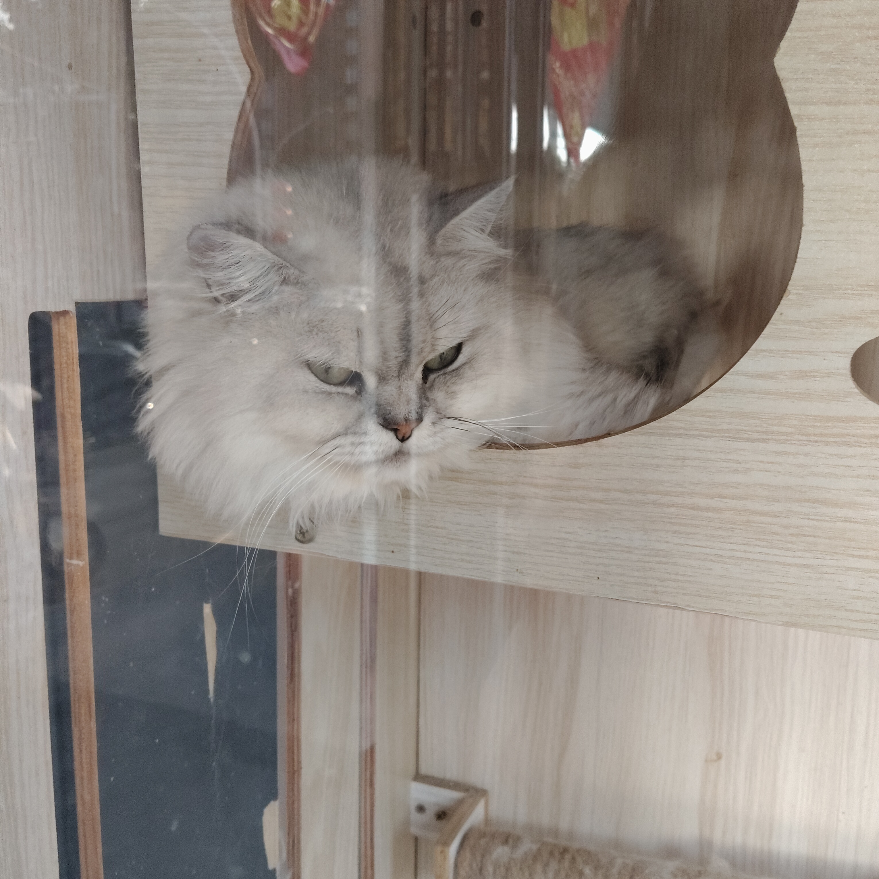 小猫 ​​​