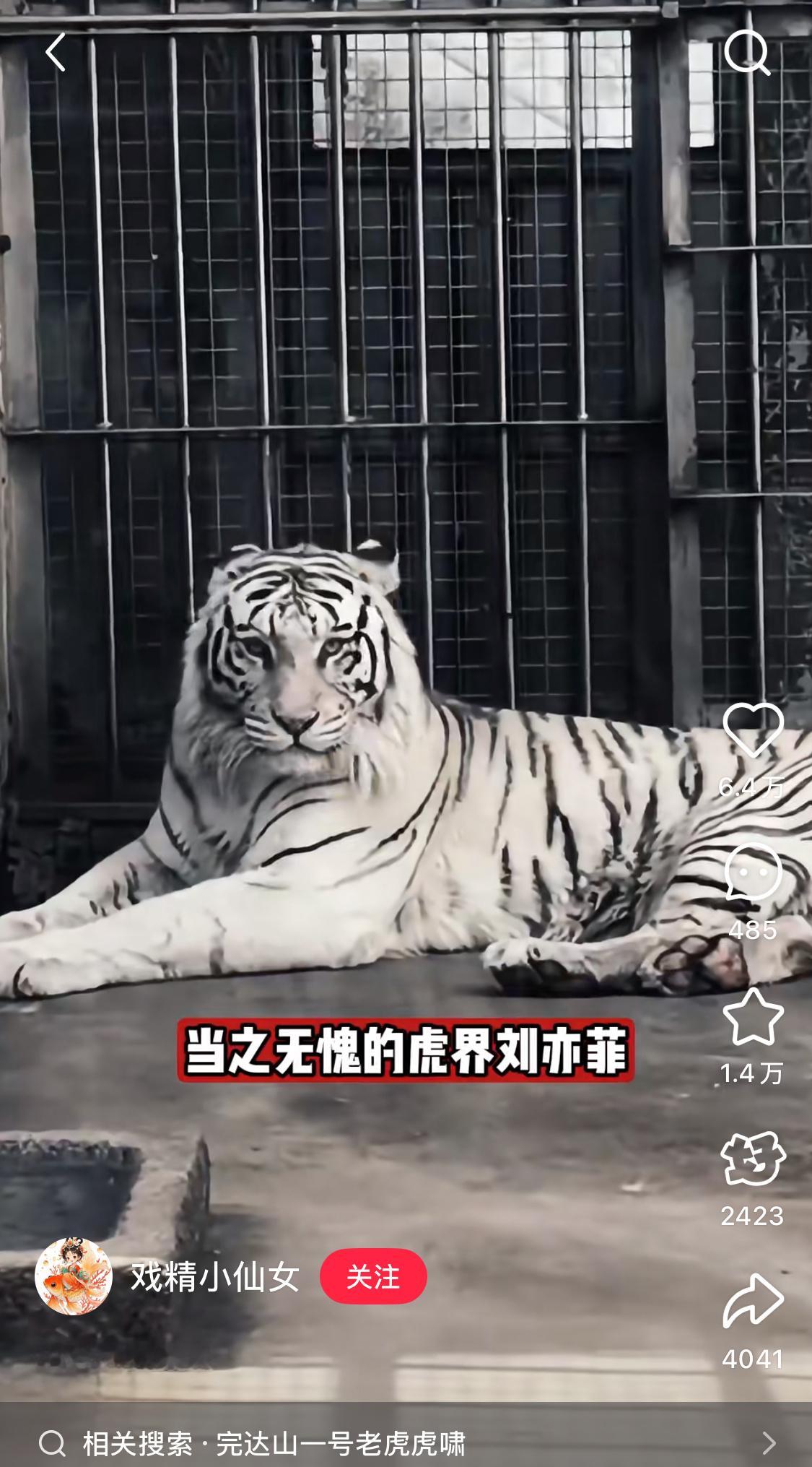 虎界刘亦菲小孬