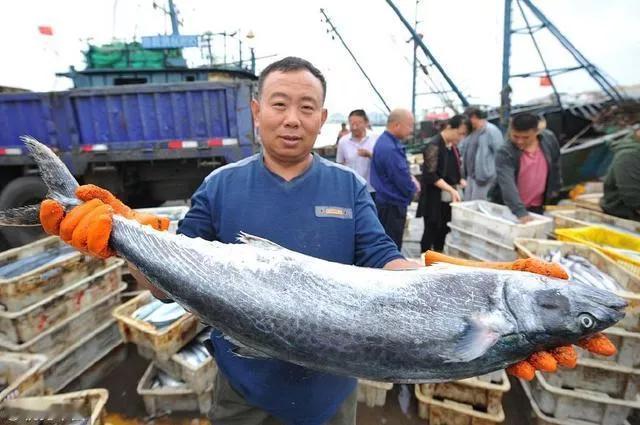 为什么说鲅鱼一旦破了肚子就不好吃了？
王铎
现在，青岛的春鲅鱼大量上市，买卖兴隆