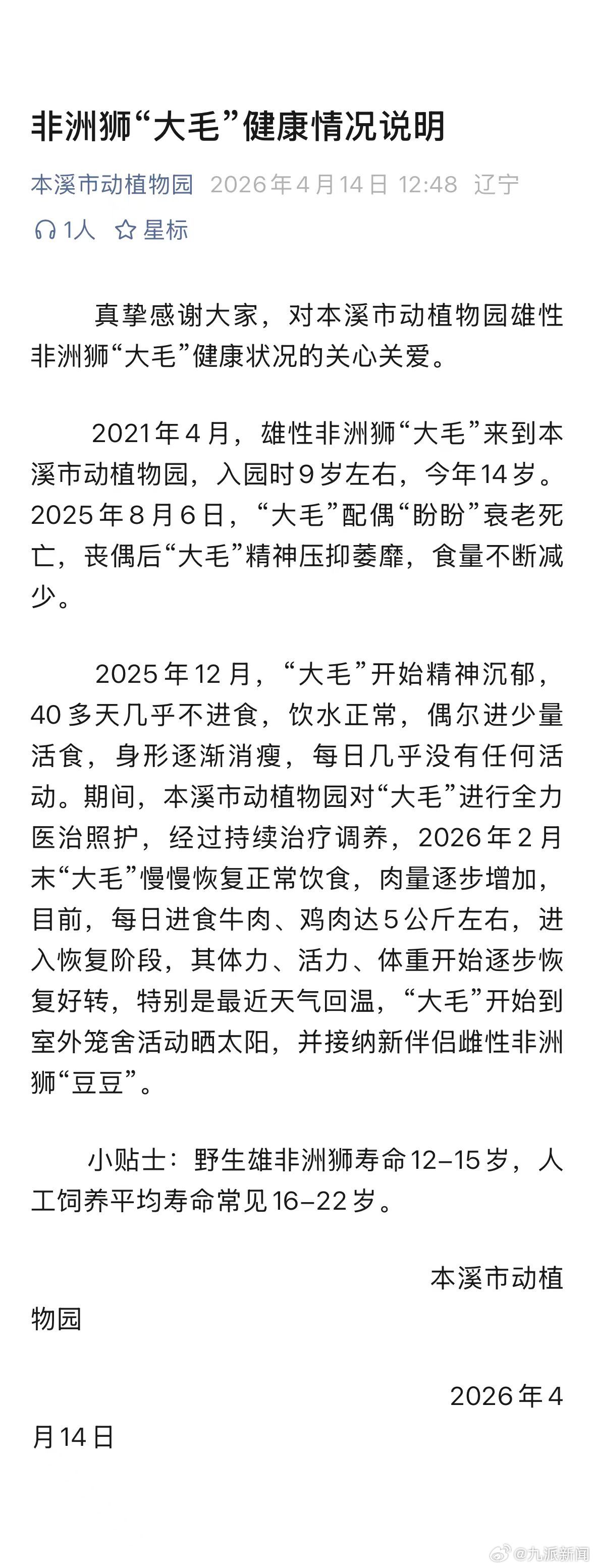 #非洲狮大毛丧偶后精神压抑萎靡#【#非洲狮大毛已接纳新伴侣#】4月14日，本溪市