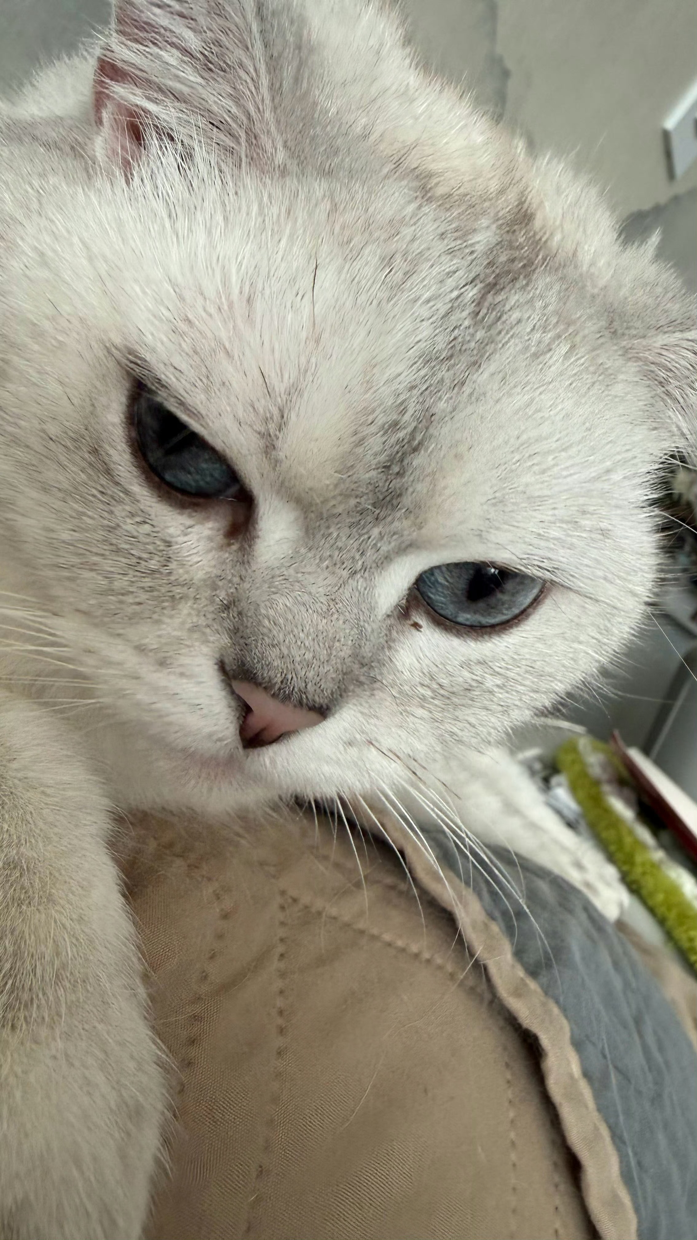 养猫人才知道小猫这一脚的含金量小猫咪毛茸茸可可爱爱的模样，太招人稀罕了