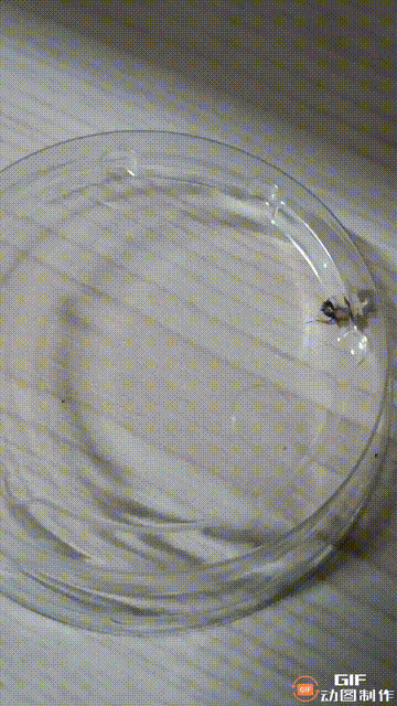 一只虫子不吃不喝到底能坚持多久？

三天前我用塑料盖把一只虫子给关了起来，就想看