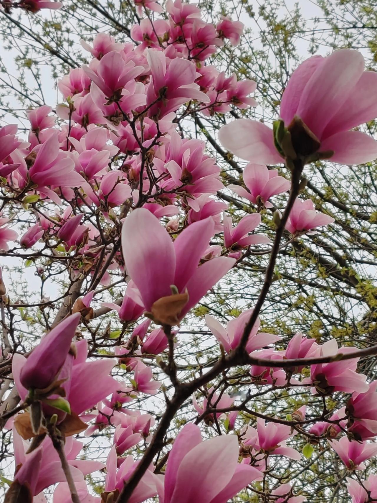 晒图笔记大赛春天随手拍