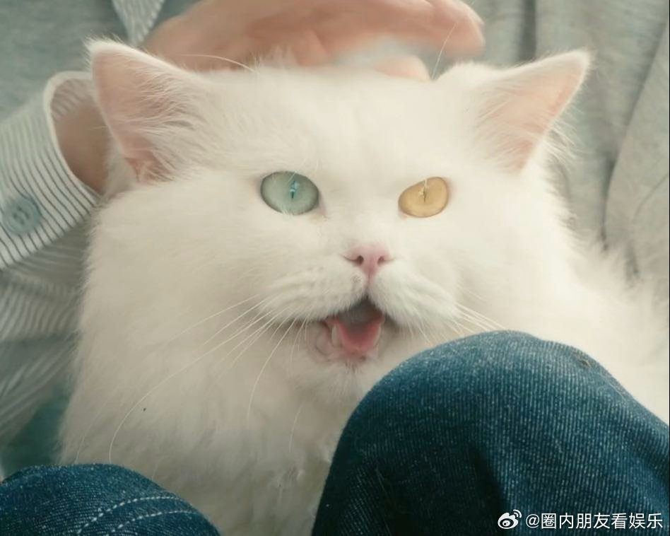 灵魂摆渡为猫咪演技正名🥰全网涌现大批咪咪信徒，只因福神猫咪演技太过出彩，温柔治