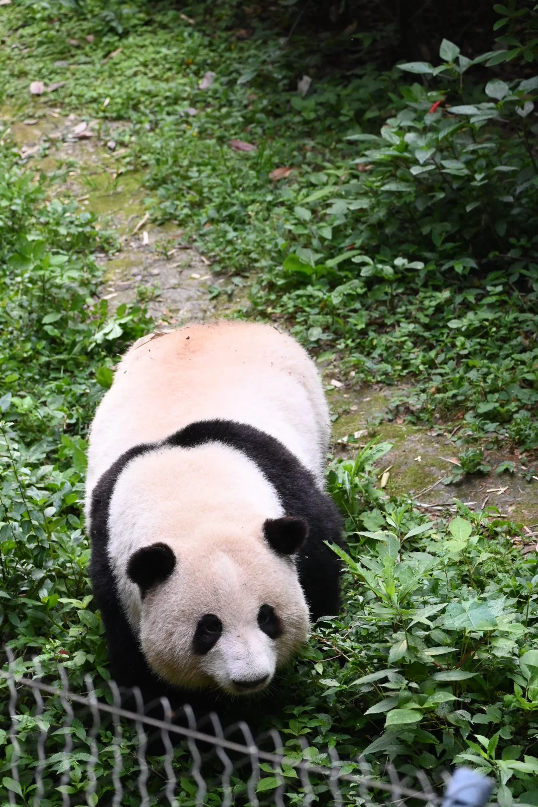 崽，明天把叶子妹妹带出来吧