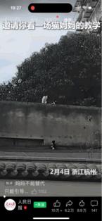 “没想到上央视了”猫妈妈带着她的两个孩子从屋顶翻越高墙，但有一个孩子拼尽全力始终