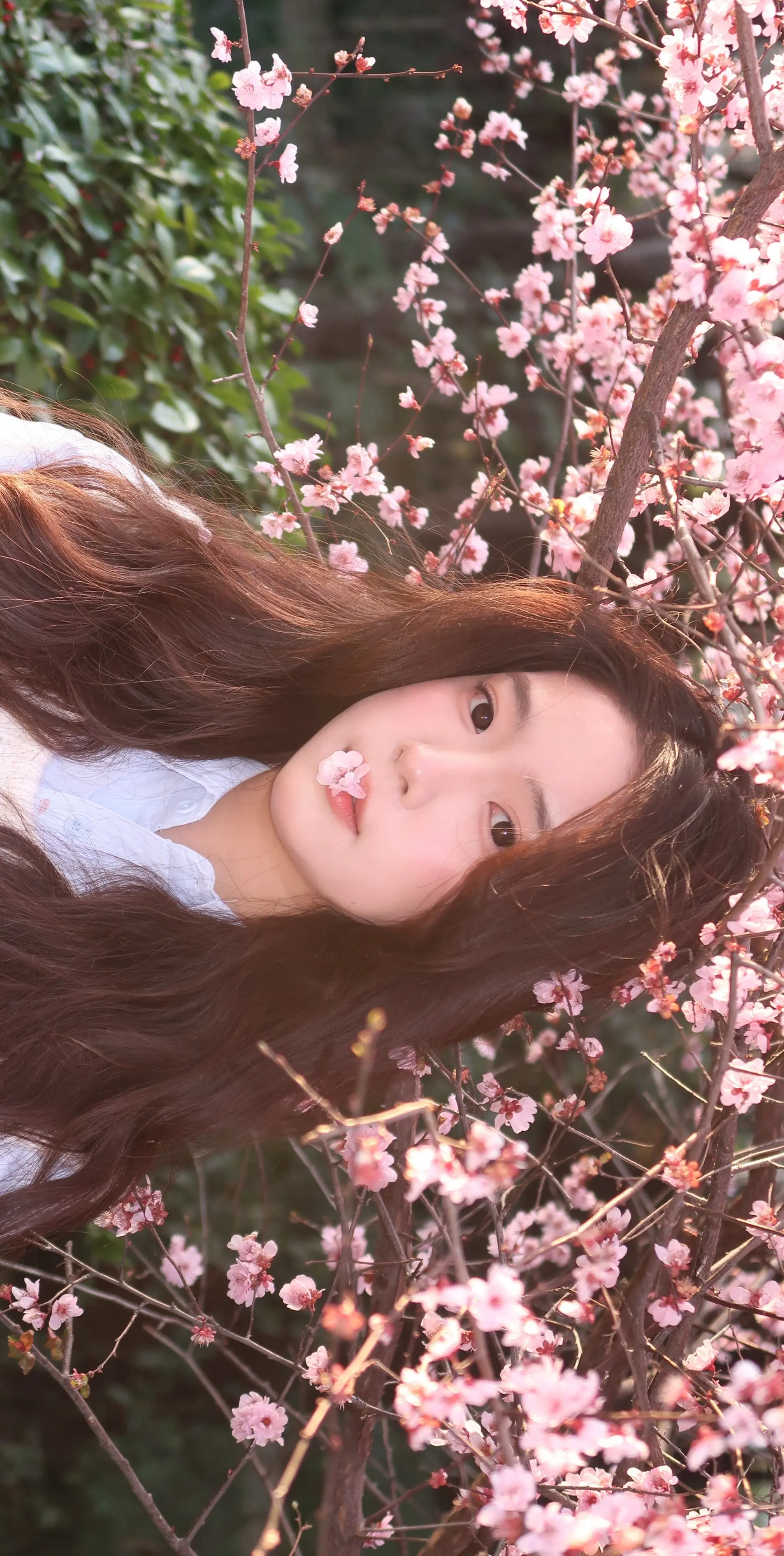 樱花是春日来信的邮戳🌸