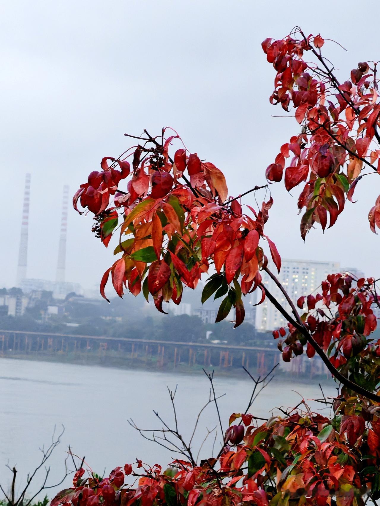 微风轻拂，红叶沙沙作响，仿佛在诉说着秋天的故事。有的红叶紧紧地依偎在枝头，像是不