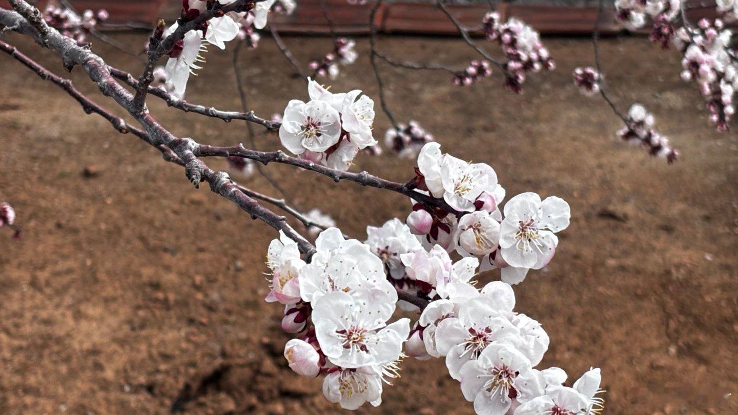 大孤山的春天，是从杏梅开始的。花在山脚先开，人在花中漫游，再往山上走，把心里的念