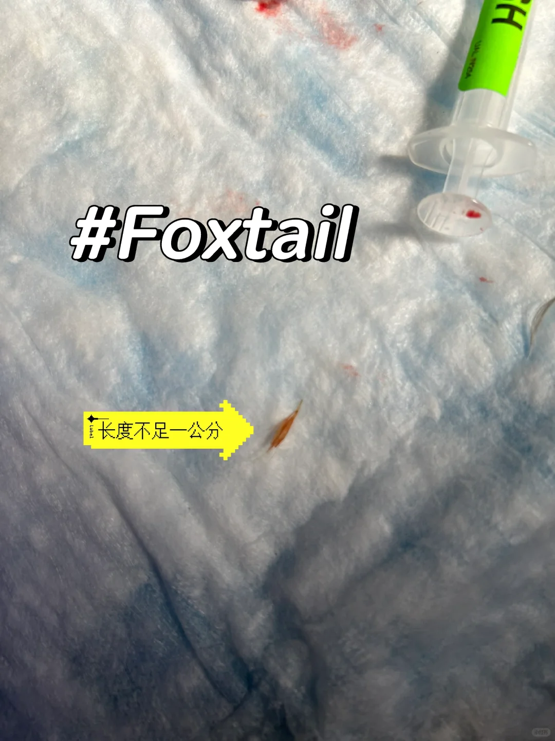 小小的foxtail让狗子脚脚变这样！