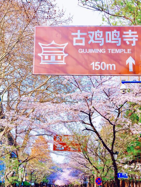 已经开始期待南京鸡鸣寺樱花了！附盖章攻略