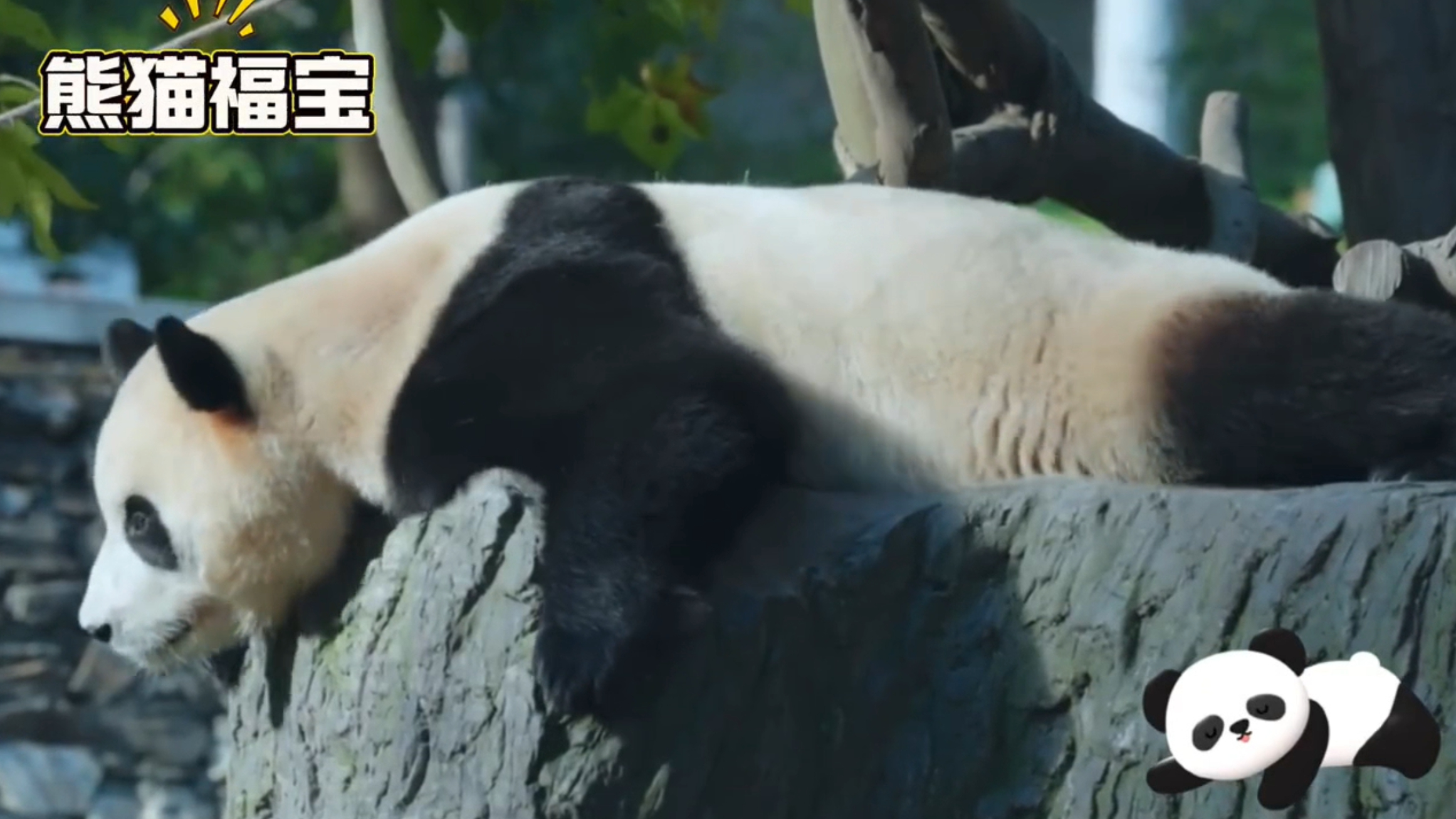 《熊猫奇遇记》第一季让我成了熊猫迷，花花、福宝的可爱瞬间反复看。第二季要来了， 