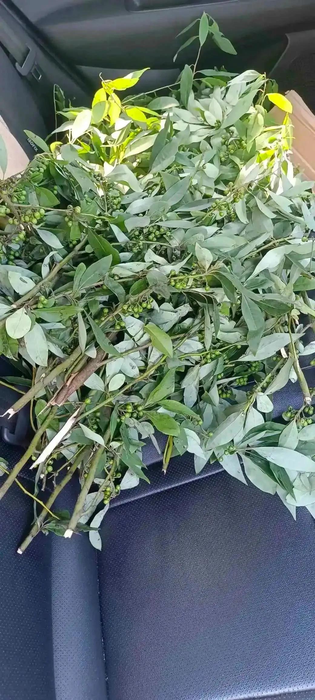 全网应该没有几个人认识这是什么…