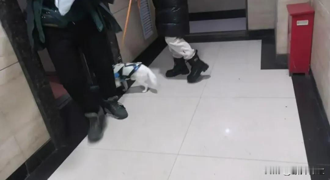 上海一老人遛狗时被狗绳意外拖拽坠入1.5米深电梯井，多处内脏破裂、肋骨骨折，引发