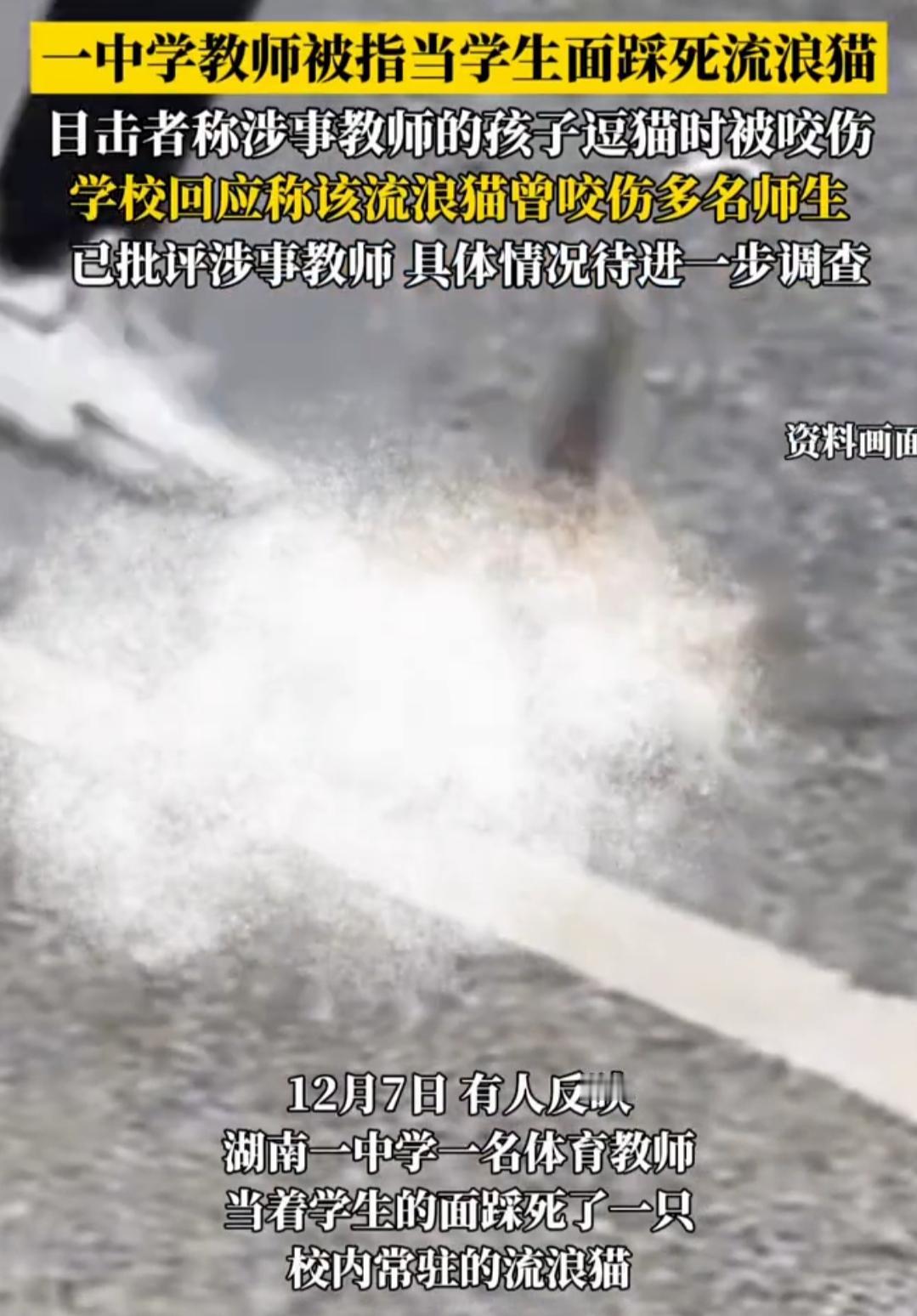 教师当众踩死流浪猫：这堂
