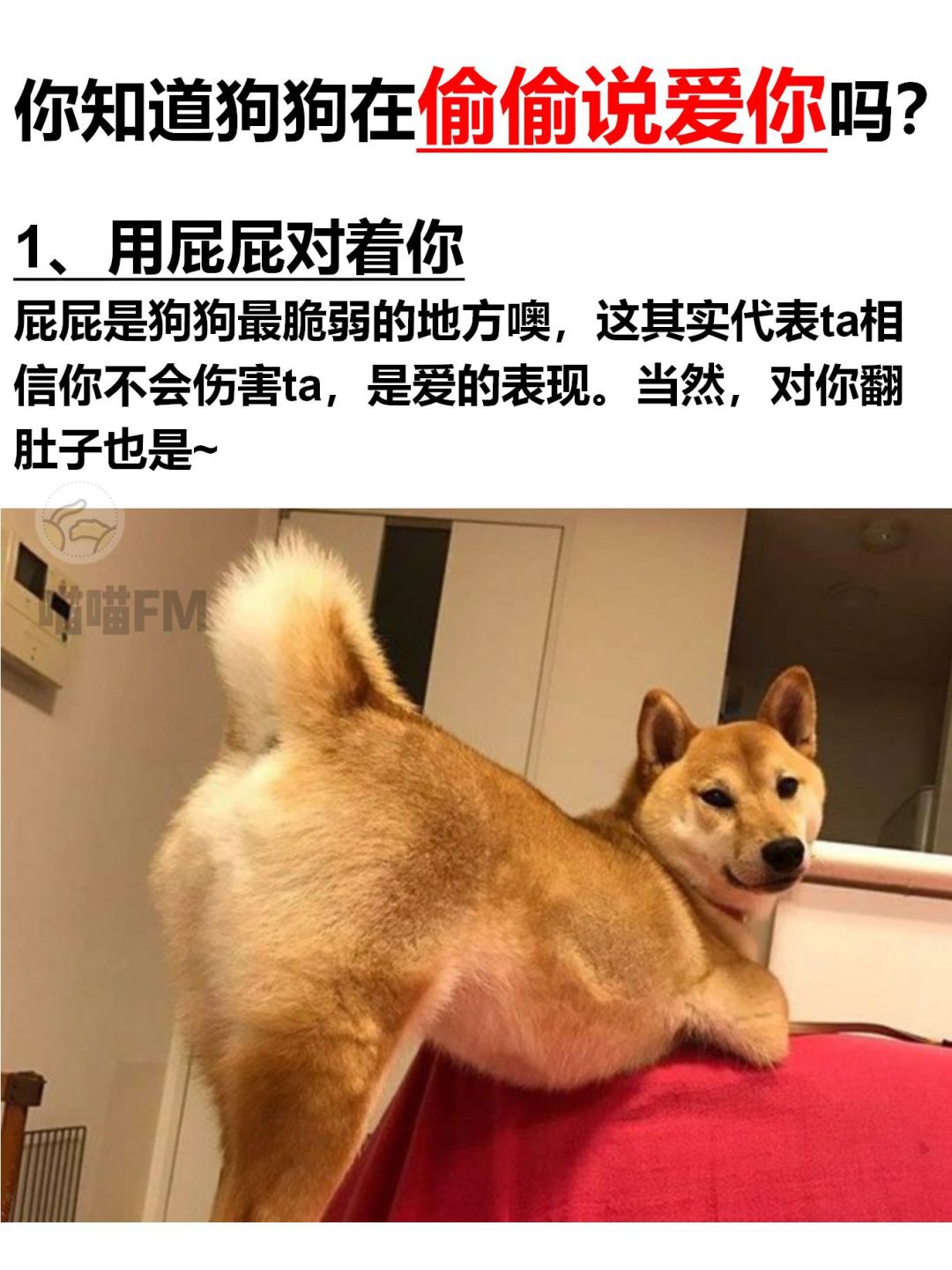 ❤️狗狗对你的爱，你真的能读懂吗❓