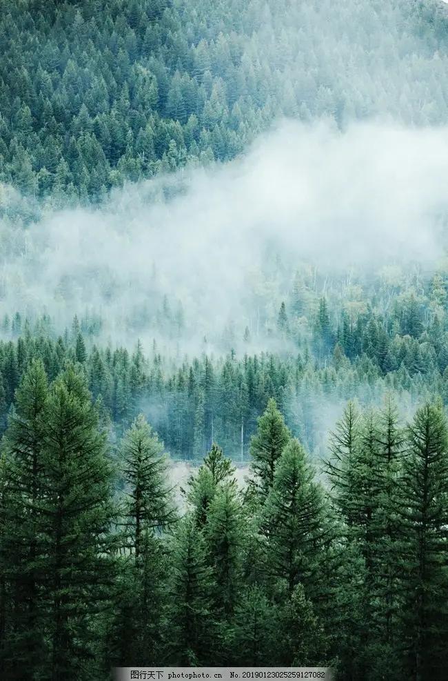 在这云雾缭绕的仙境中，有一段感人至深的故事，犹如一幅流动的画卷，彰显着生命的奇迹