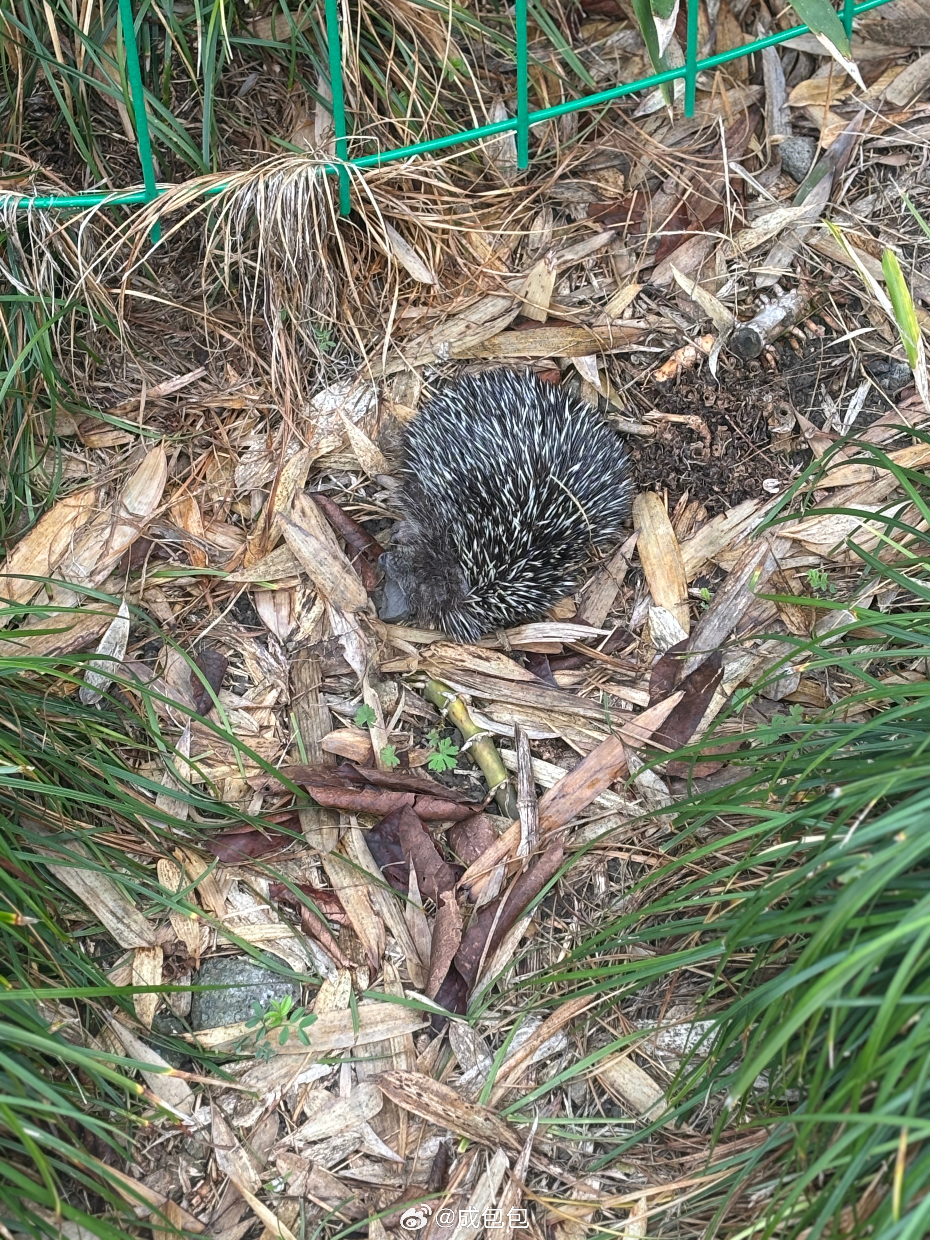 看这个样子小家伙是永久的睡过去了 