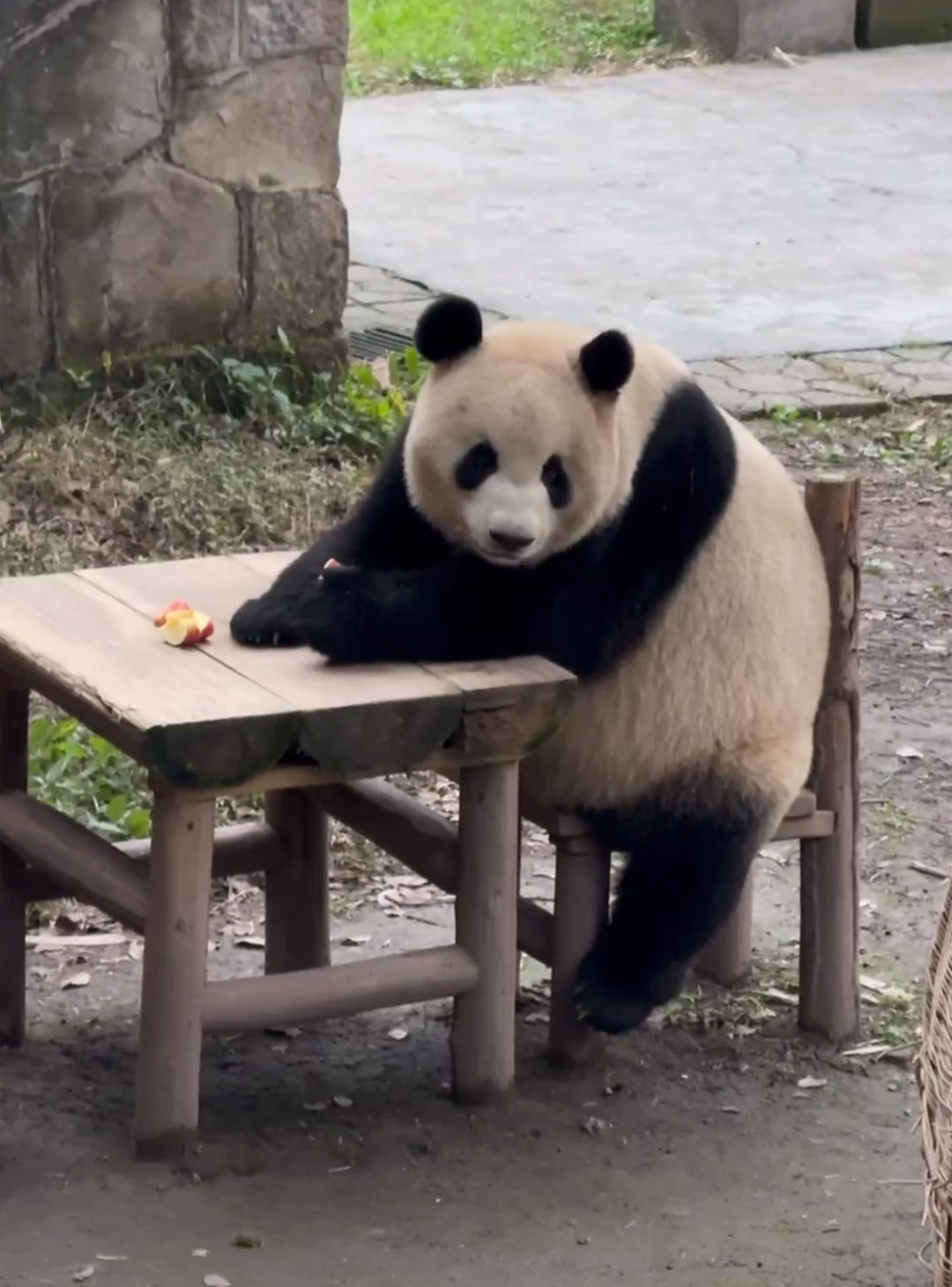 莽太后，妞妞你这真是越来越圆了。🐼 