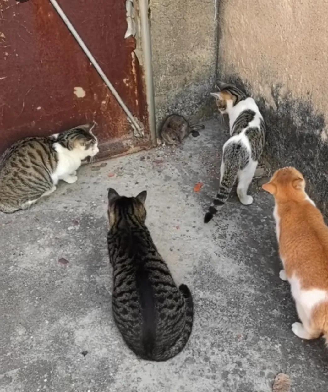 新编（猫和老鼠的故事）：
某一天，家里突然闯进来一只大老鼠，吓得四只猫猫都不敢动