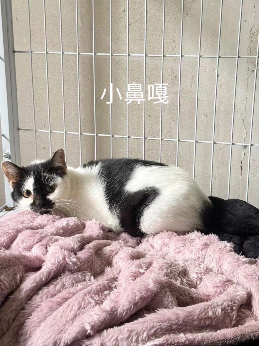 被遗弃蓝猫妹妹有家啦