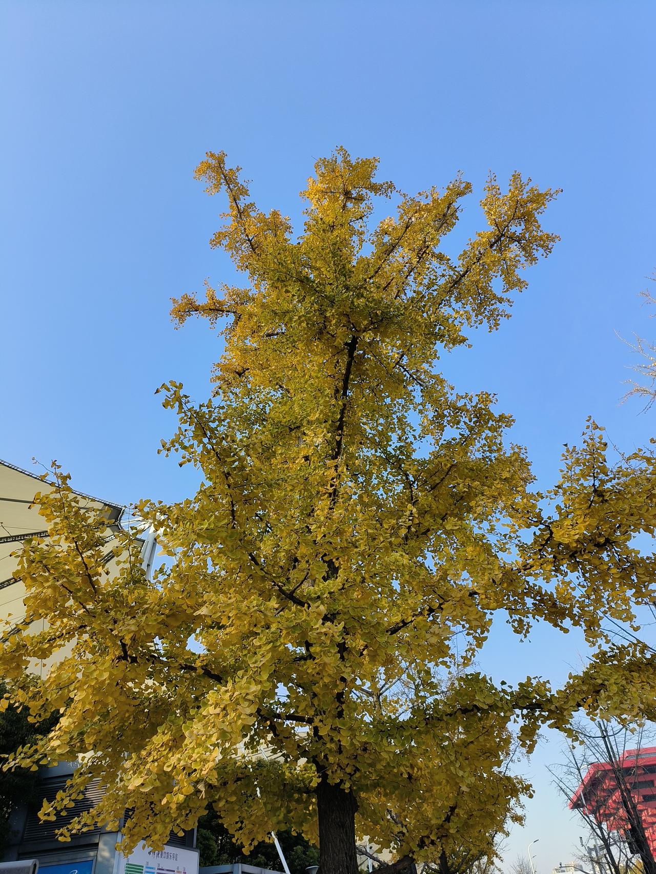 周末公园徒步随手拍实景图分享！

冬日美景随手拍分享！