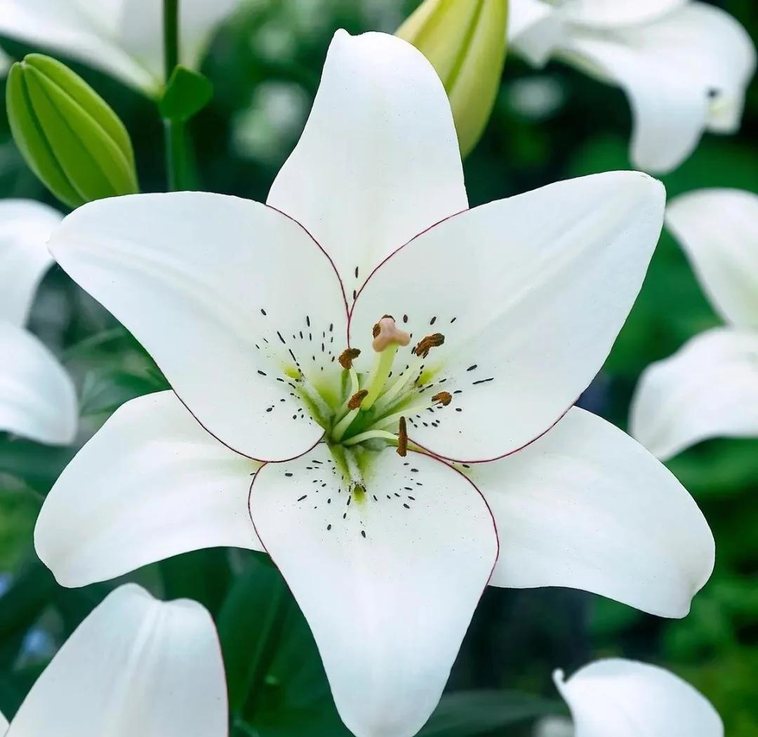 “你生而有翼，为何竟愿一生匍匐前进，形如虫蚁？”——鲁米
2. “人间灯火无不休