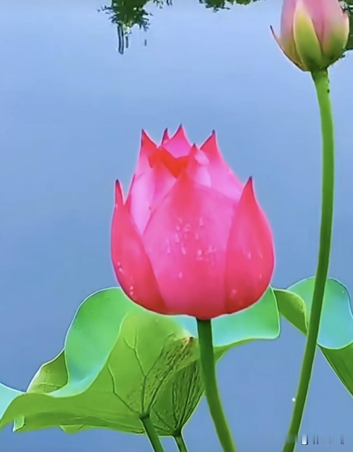 不知不觉心态就变了，好像弄丢
了从前的自己，变得不善言辞，
学会了沉默，学会了懒