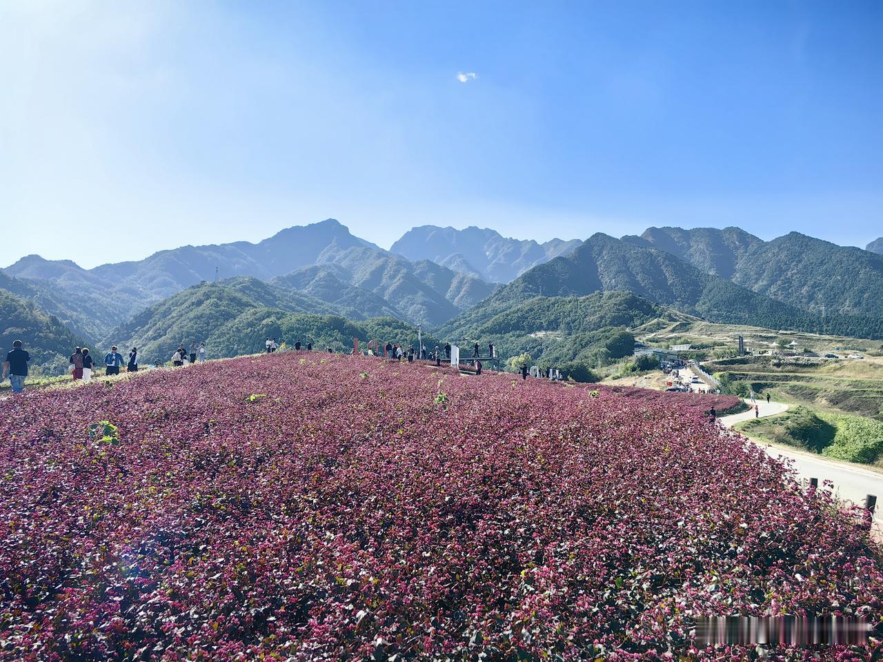 蓝田县荞麦岭，网上好多人说没有景色，我今天偏不信邪，大清早直接高速，必须薅上最后