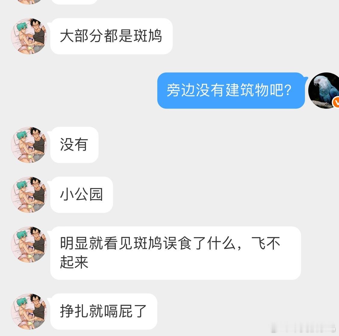 鸟粉投稿 空地上发现很多只死去的鸟有喜鹊 但大多是斑鸠，躺着好几只没有明显的外伤