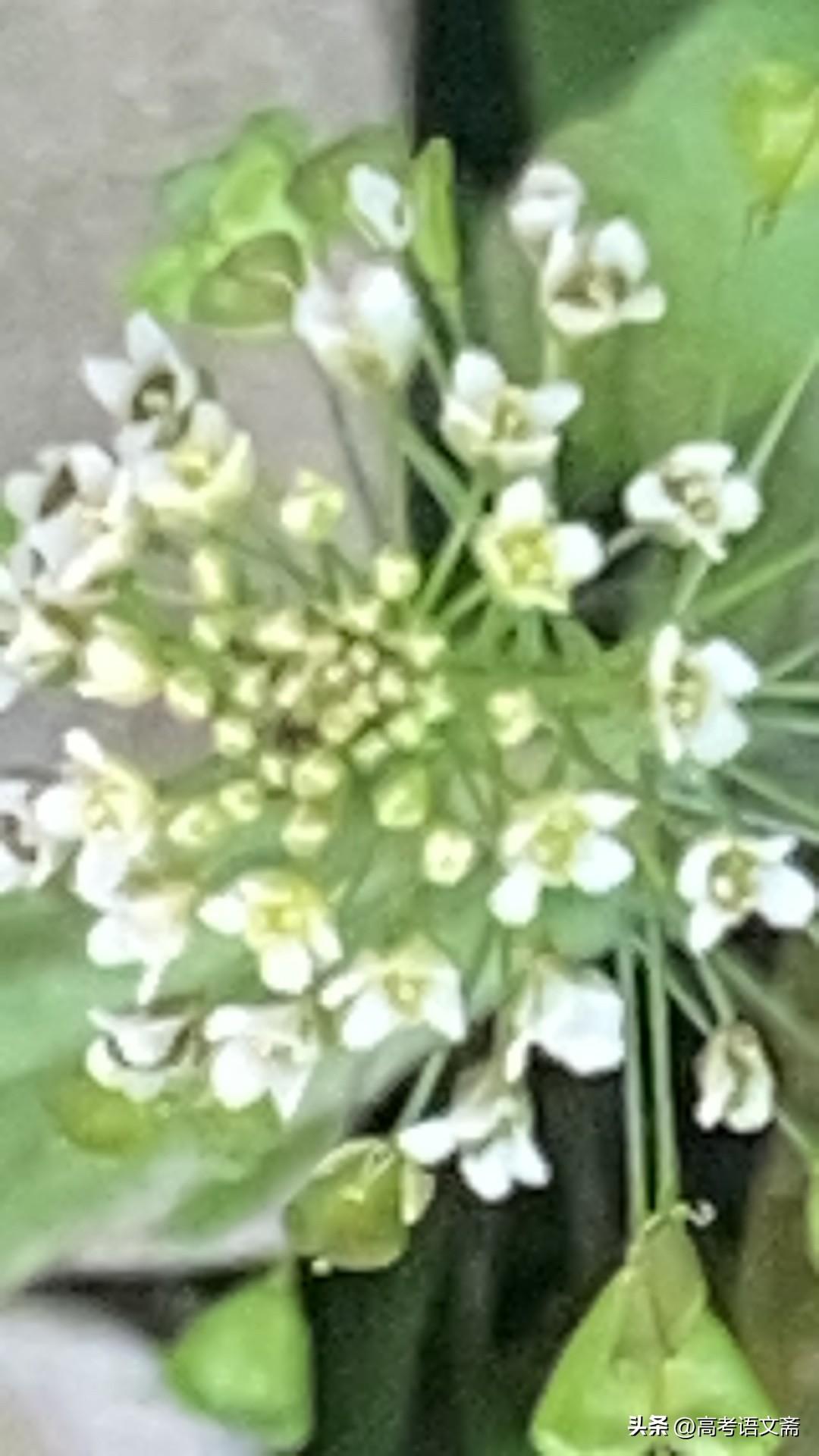 田野间，泥土散发着清新的气息，混合着淡淡的花香，让人沉醉其中。远处，几户人家的烟