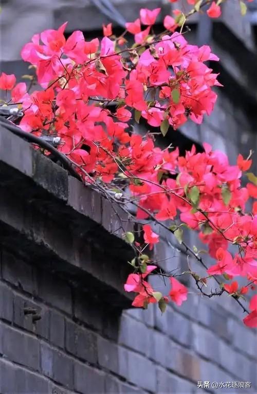 《红杏为何会会出墙》续

[微风][微风][微风]
其一·《春色越狱》

红杏翻