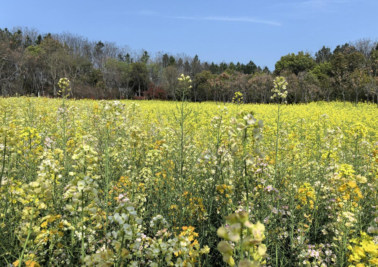 清明节回农村老家，发现不少四五十岁的中年人闲聊、打牌、跳舞，似乎躺平了！
我以为