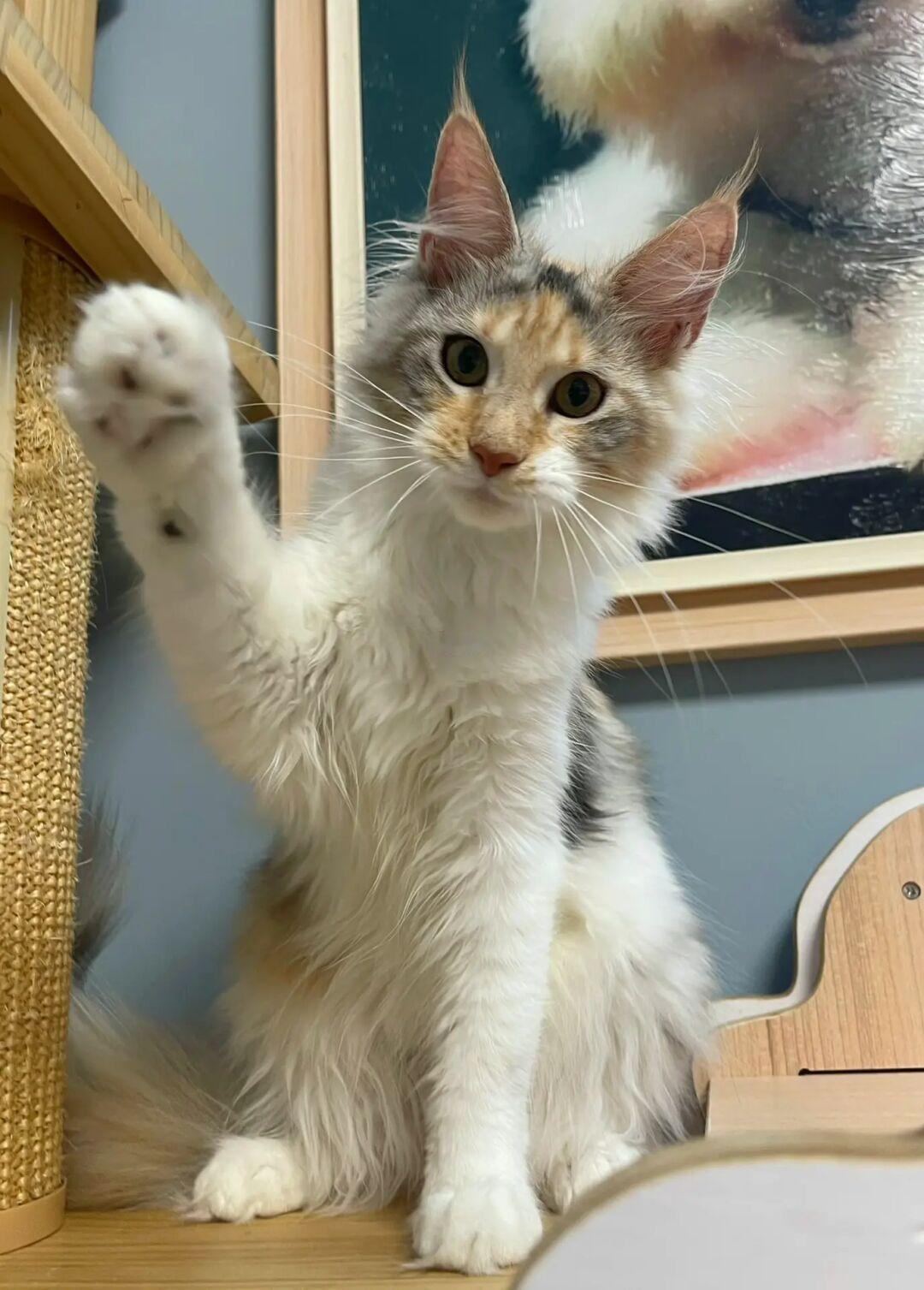 缅因｜银三花缅因妹妹