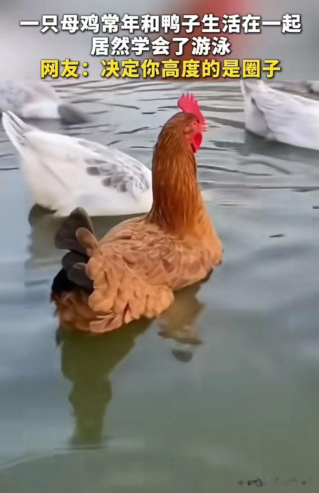 “母猪icon会爬树已经不稀奇了，因为母鸡都会游泳了！”这句话听起来像是段网络笑