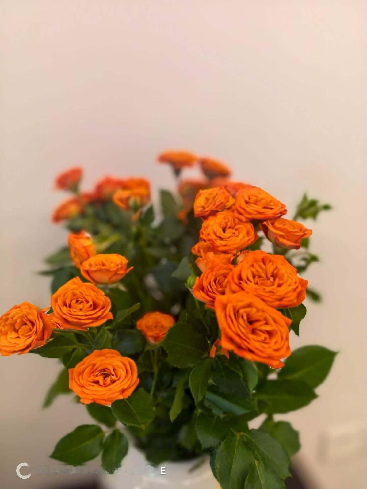 鲜花是生活里治愈的良药，给自己一个鼓励，给自己一个安慰，不负坚持，不负时光，不负