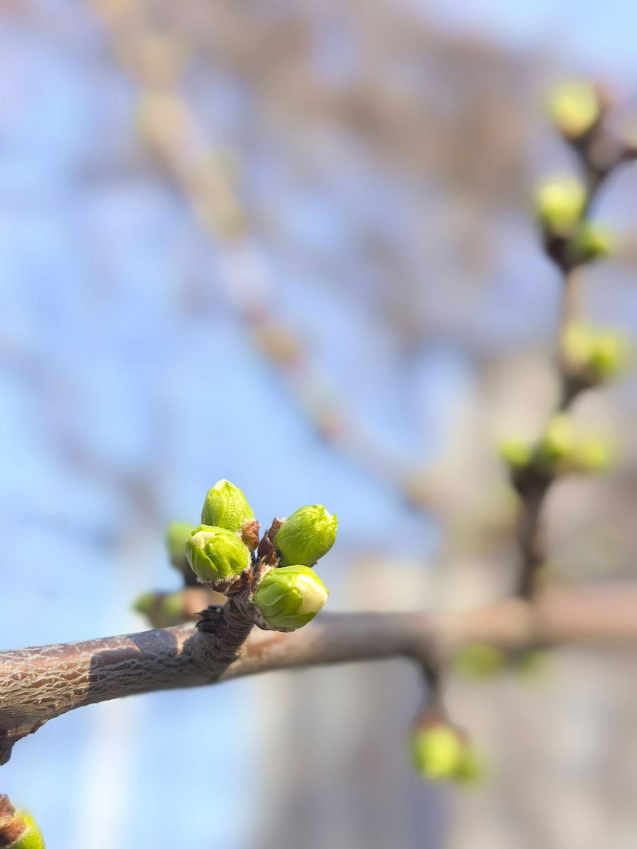 你的第一辆自行车是什么牌子我的第一辆自行车是沈阳自行车厂生产的白山28自行车。